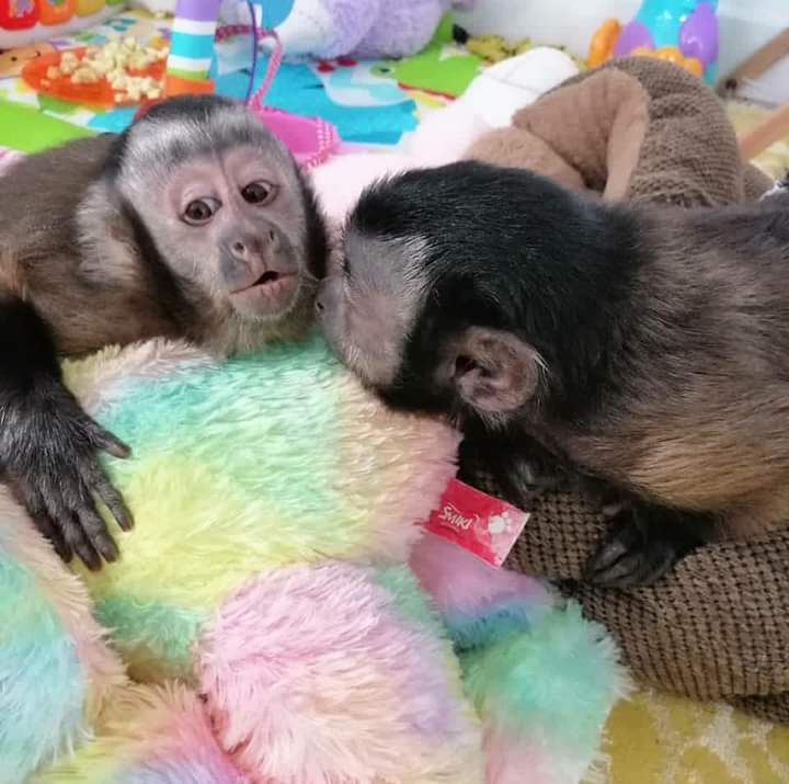  Choosing a capuchin monkey,Introduction To Capuchin Monkeys