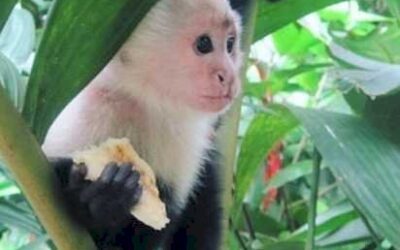 White-Face Capuchin Monkey for Sale: Your Ultimate Guide to Buying Responsibly