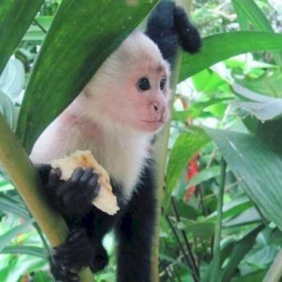 White-Face Capuchin Monkey for Sale