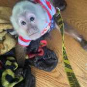 White-Face Capuchin Monkey for Adoption,Cost of owning a capuchin monkey