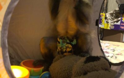 Training a Capuchin Monkey