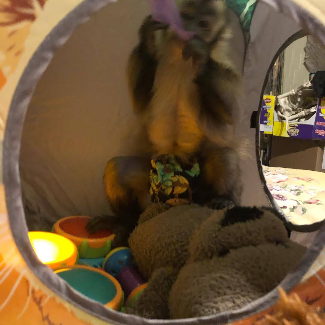 Training a Capuchin Monkey Training a Capuchin Monkey