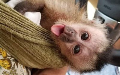 Capuchin Monkey for Adoption: Your Complete Guide to Ethical Adoption, Costs, and Care