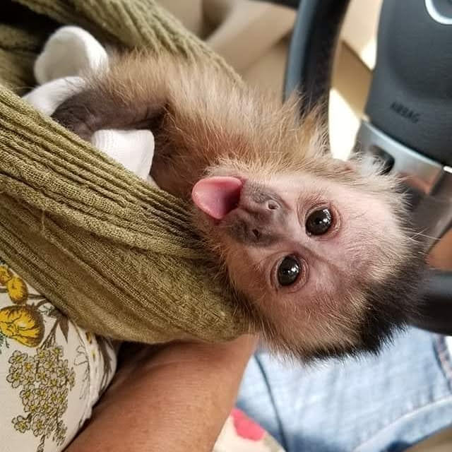 Capuchin Monkey for Sale,Capuchin Monkey for Adoption: Your Complete Guide to Ethical Adoption, Costs, and Care