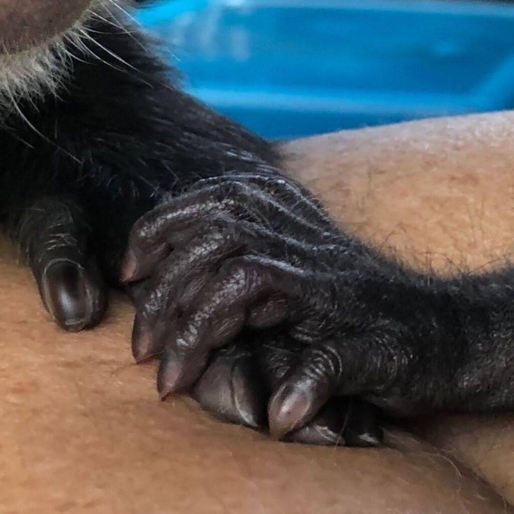 Chimpanzee Monkey For Adoption