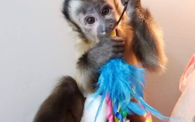 The Cost of Owning a Capuchin Monkey