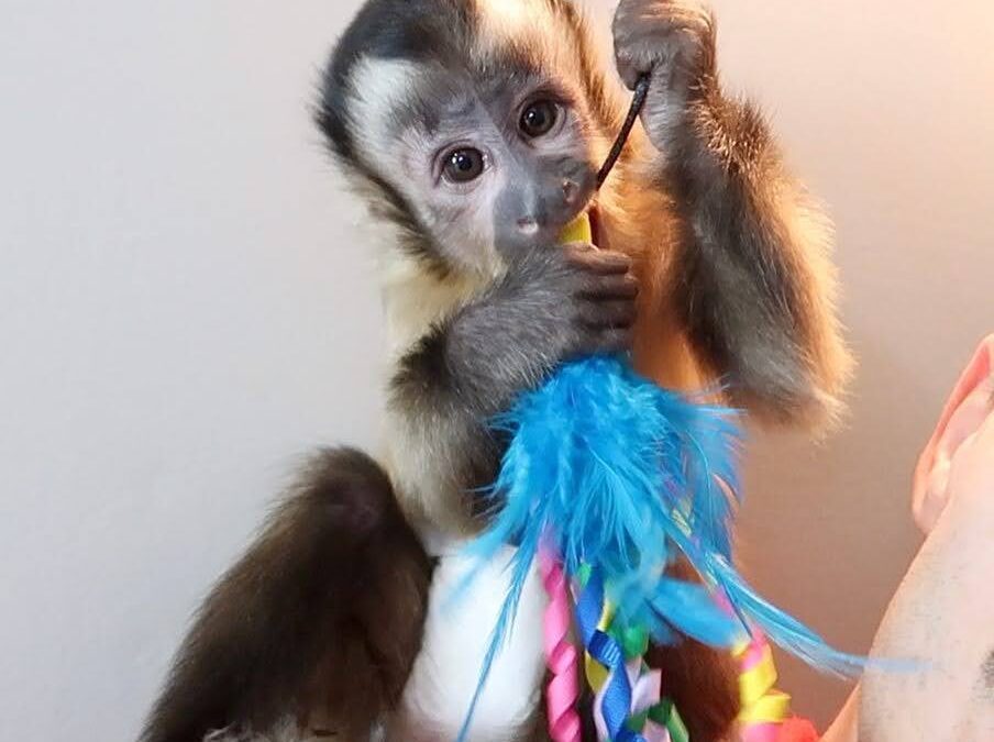 The Cost of Owning a Capuchin Monkey