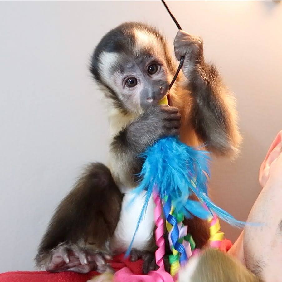 Cost of Owning a Capuchin Monkey,The Cost of Owning a Capuchin Monkey