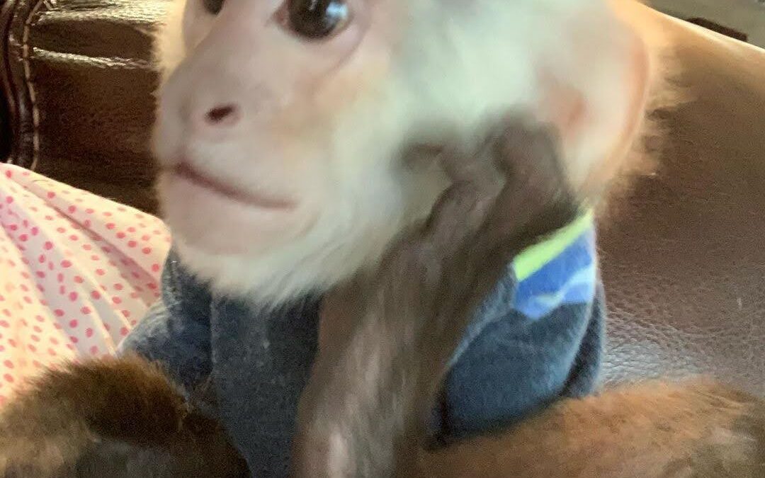 White-Face Capuchin Monkey for Adoption