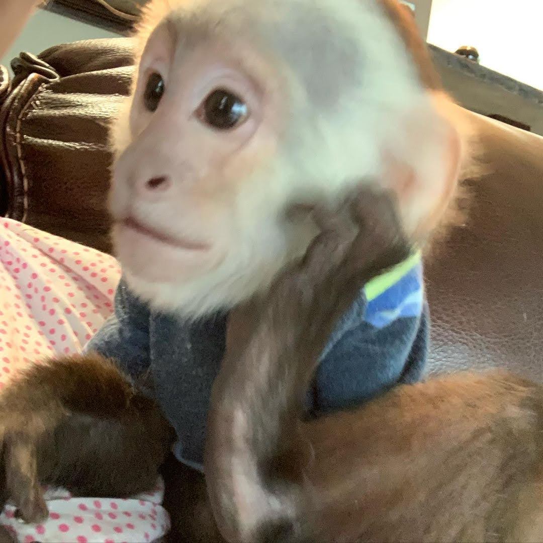White-Face Capuchin Monkey for Adoption