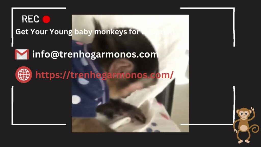 Capuchin Monkey Care