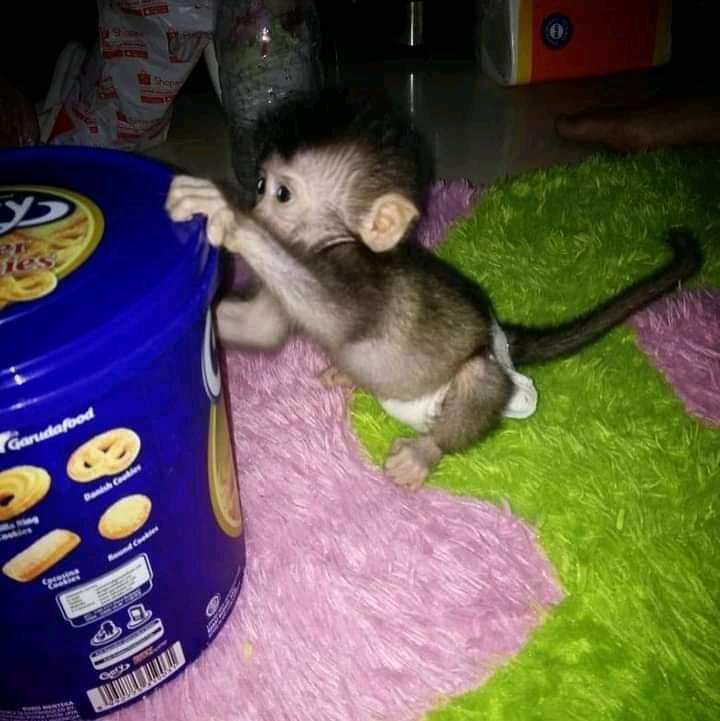 pigtail monkey for sale near me