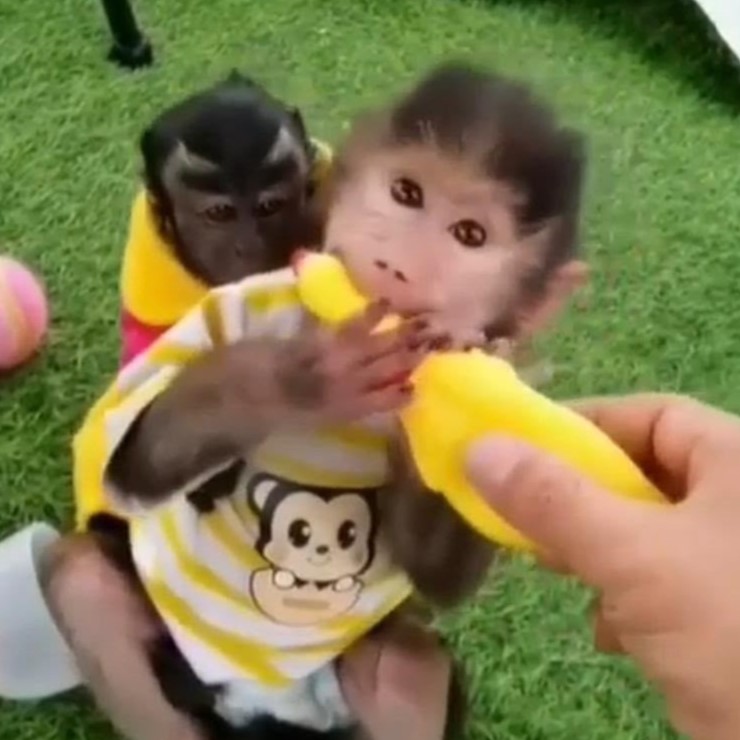 Macaque Monkey for Sale